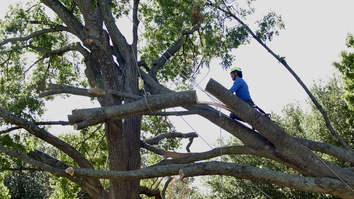 Professional Crown Thinning performed by certified arborists in Marquette