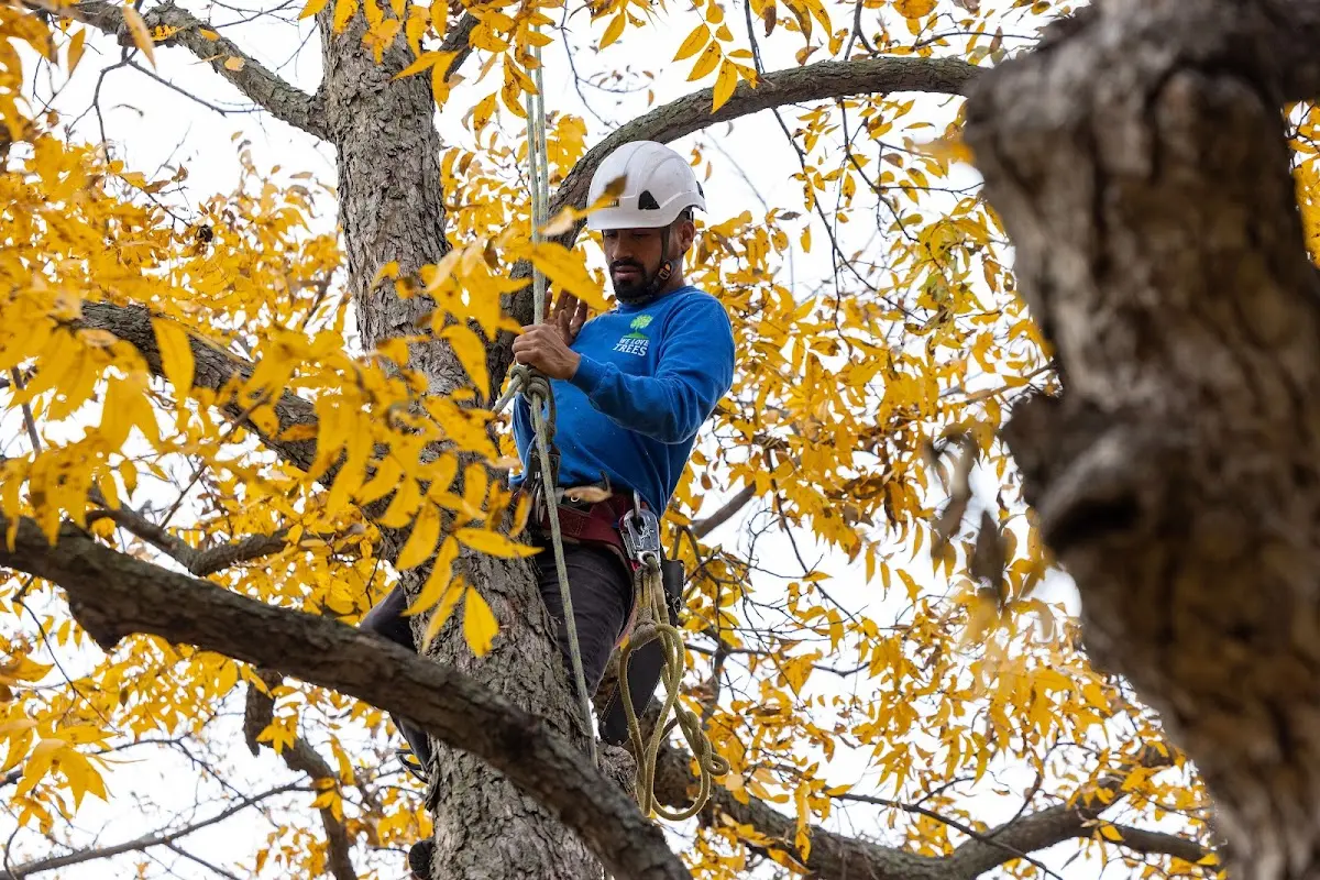 Skilled Emergency Tree Service crew working in Marquette